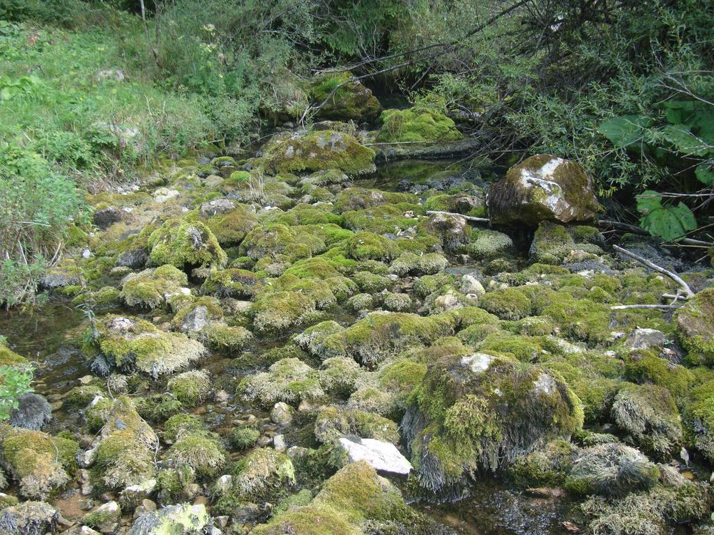 Pensiunea Piatra Mandrutului Scarisoara  Exterior foto
